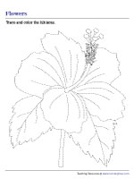 Tracing and Coloring a Hibiscus
