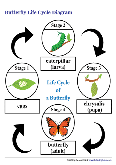 accidental-gown-rendering-life-cycle-of-a-butterfly-shed-bog-giving