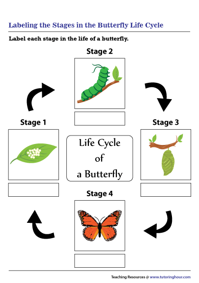 Labeling The Stages In The Butterfly Life Cycle Worksheet