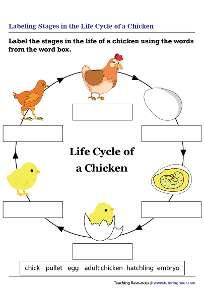 Life Cycle Of A Chicken Worksheet Bilscreen | Sexiz Pix