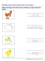 Life Cycle of a Chicken Worksheets