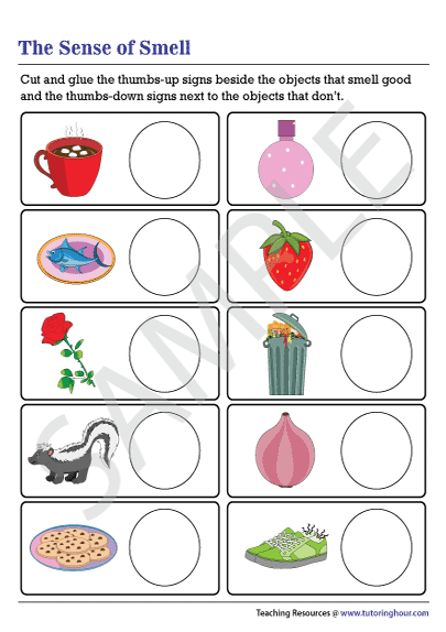 Sense Of Smell Worksheet