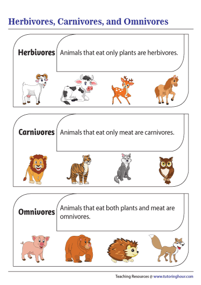 omnivores animals list