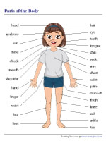 parts of the body worksheets