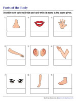 parts of the body worksheets