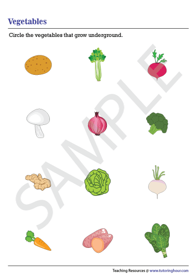 Underground Vegetables Worksheet